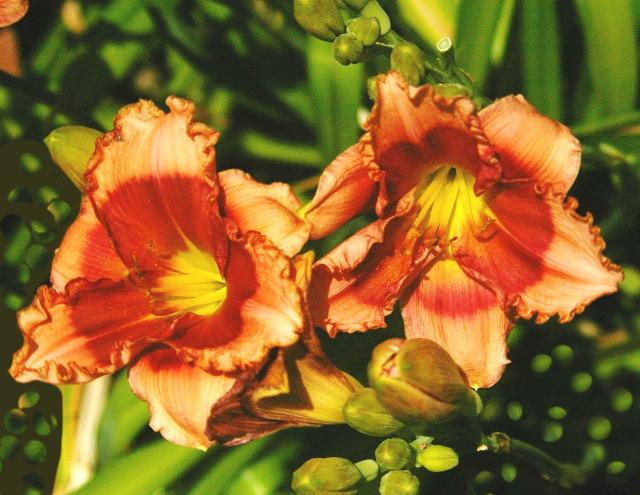 This is a picture of Day Lilies