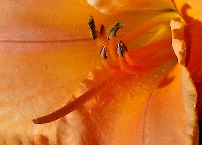 This is a picture of Day Lily pistil and stamen