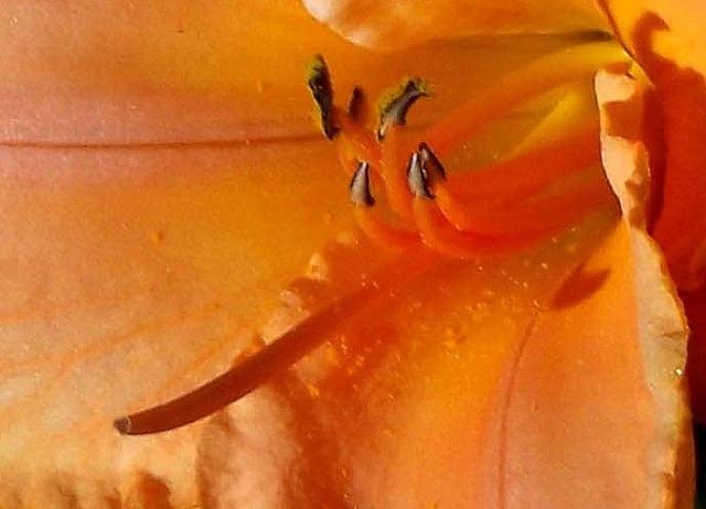 This is a picture of Day Lily pistil and stamen