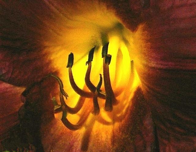 This is a picture of Day Lily pistil and stamen