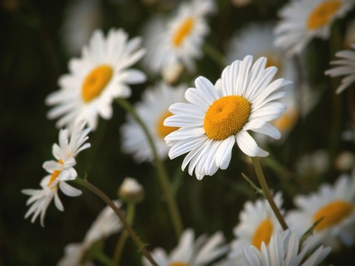 daisy flower garden.jpg