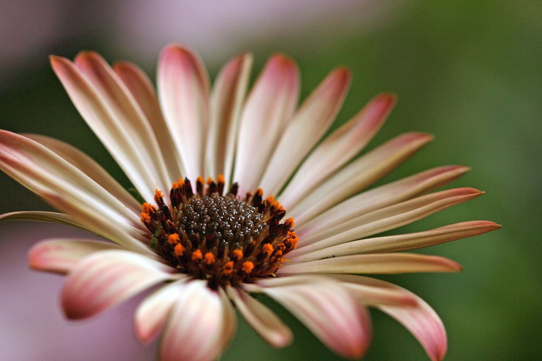 daisy flower gallery.jpg