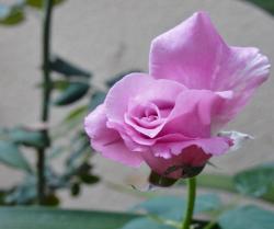 Pink Rose with Large Fold of Petal.JPG