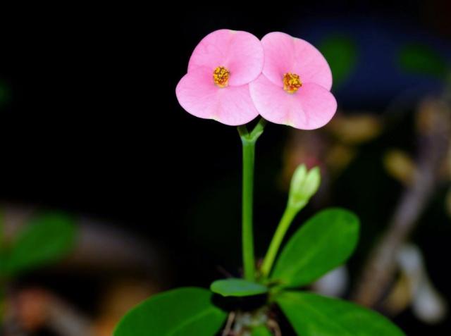 Twin Light Pink Orchids.JPG