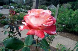 Red & White Rose in a Garden.JPG