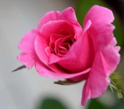Pink Pretty Rose with Blurred Background.JPG