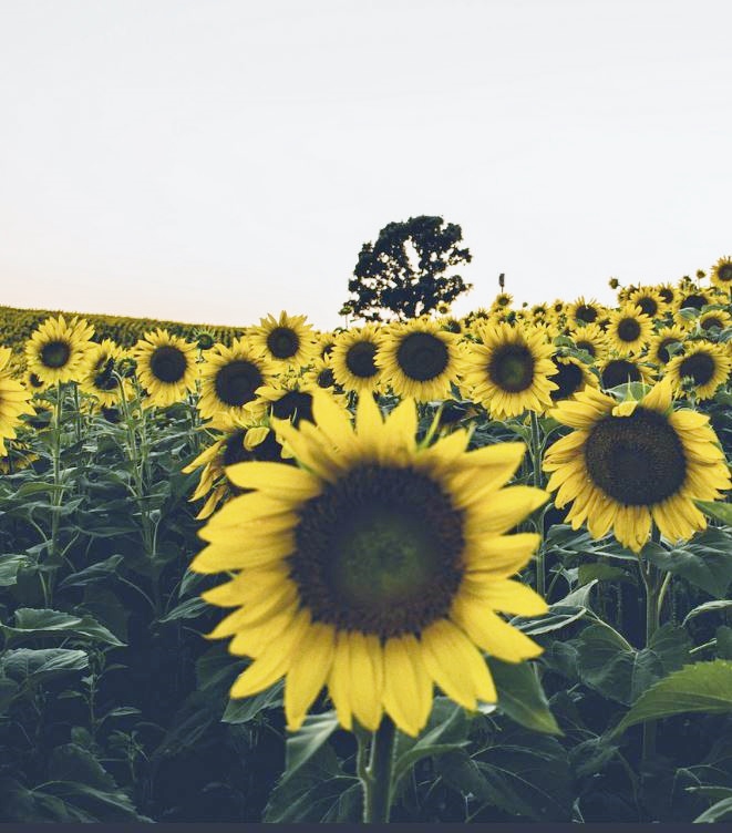 Field of Sunflowers with Tree in the Background.JPG