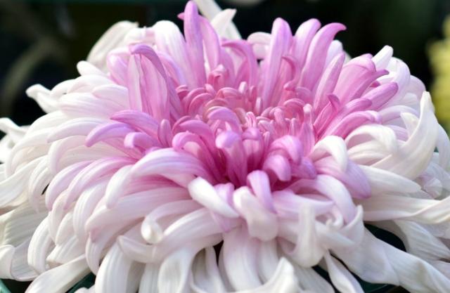 Wispy Tentacle-Like Flower Light Pink Dahlia.JPG
