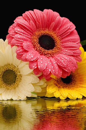 daisy flower for wedding.jpg