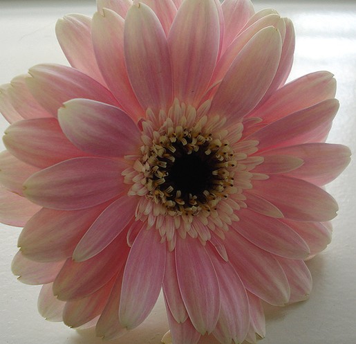 daisy flower for wedding day.jpg