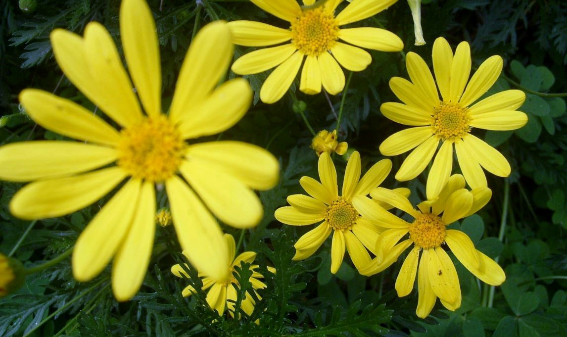 Yellow Daisies Garden with Blurred Flower in Foreground.JPG