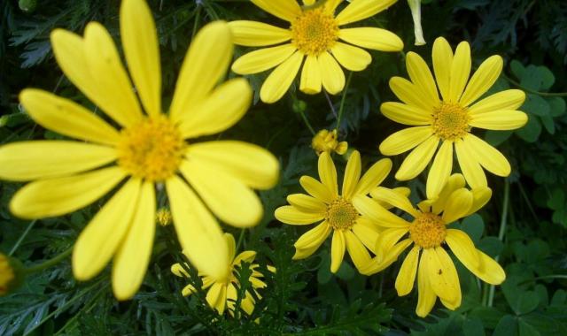 Yellow Daisies Garden with Blurred Flower in Foreground.JPG