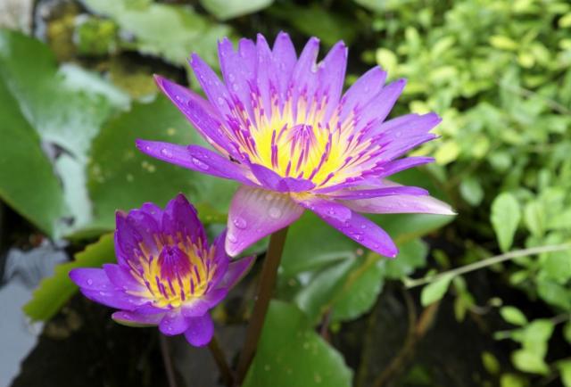 Purple and Yellow Lotus Flowers with Water Drops.JPG