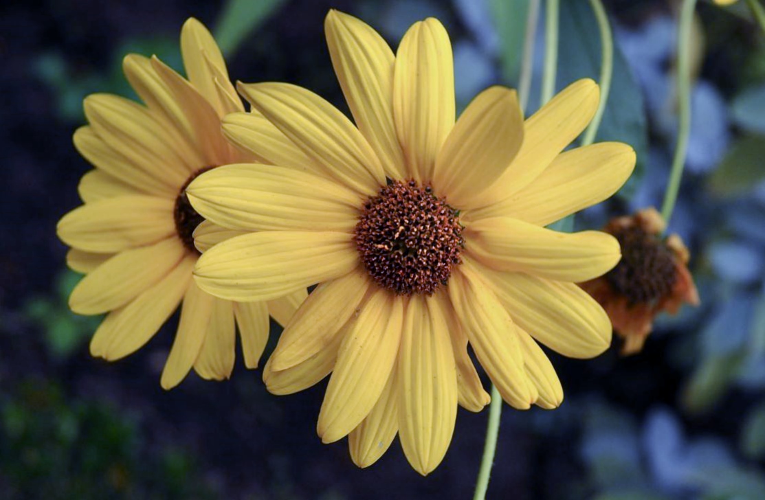 Yellow Daisies in a Pair with Blurred Background.JPG