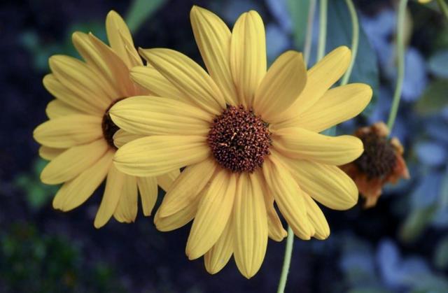 Yellow Daisies in a Pair with Blurred Background.JPG