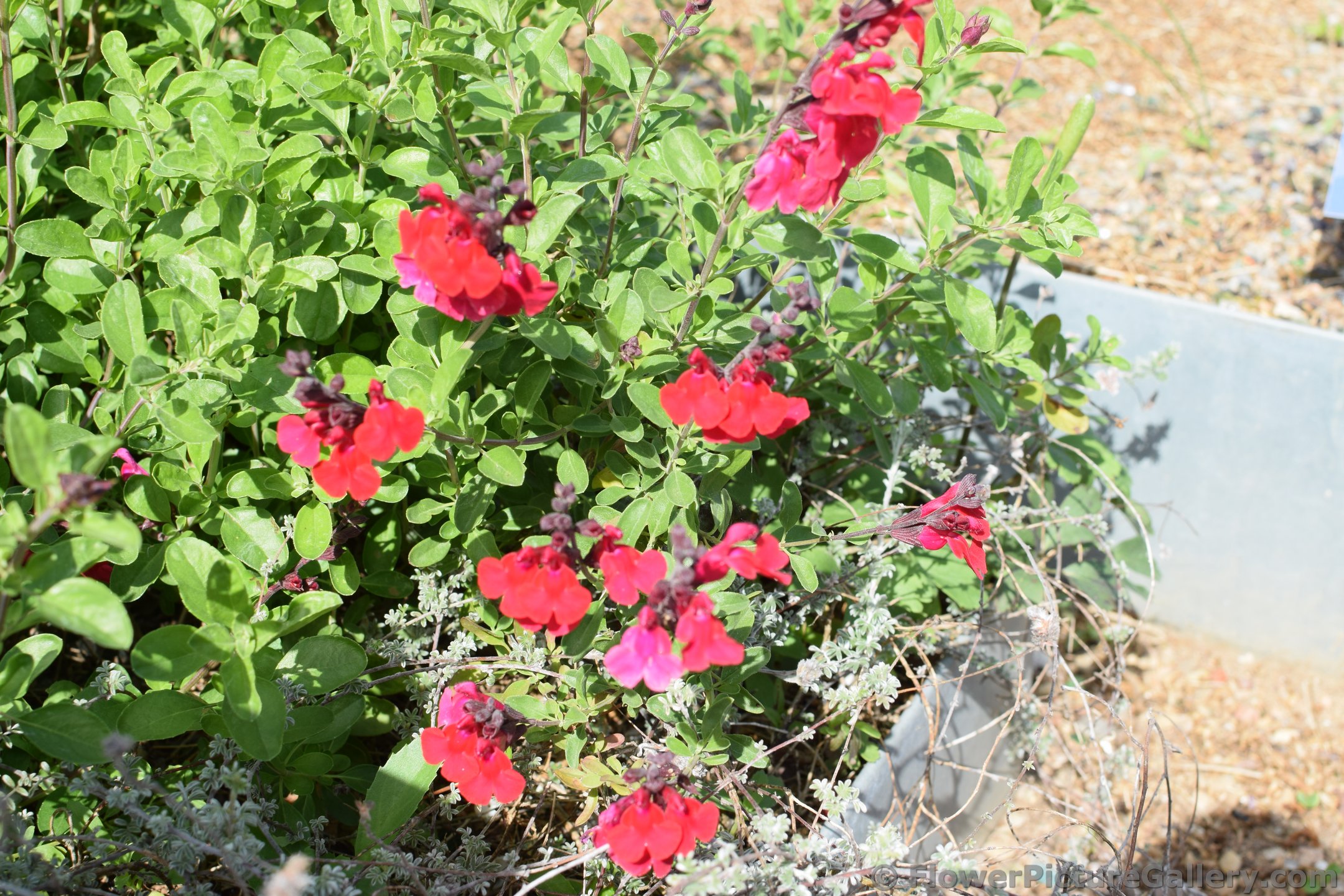 Red Wildflowers.jpg