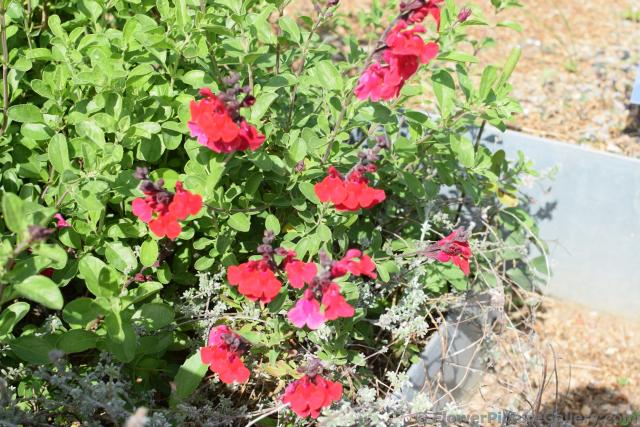 Red Wildflowers.jpg