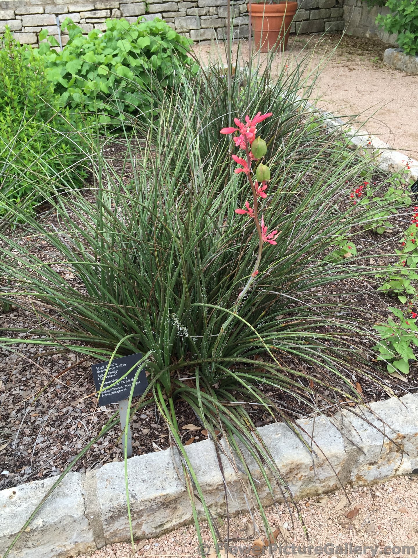 Red Yucca Plant with Pink Flowers.jpg