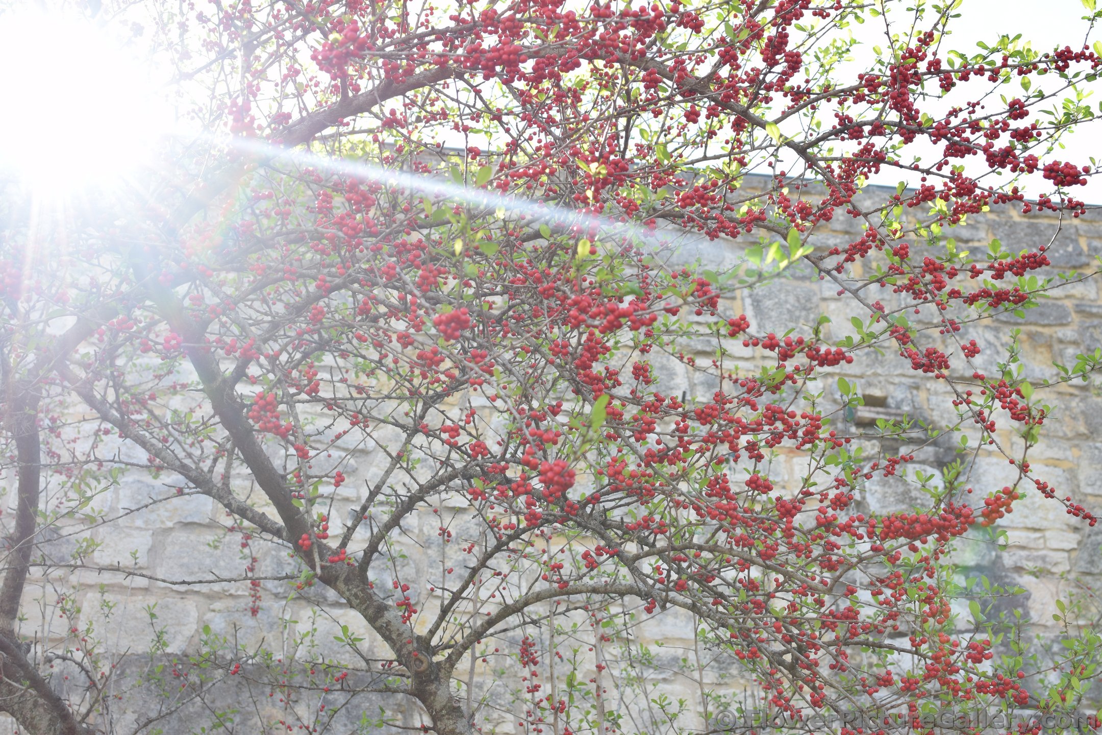 Sun Ray Passing Through Possumhaw Tree with Red Small Berries.jpg