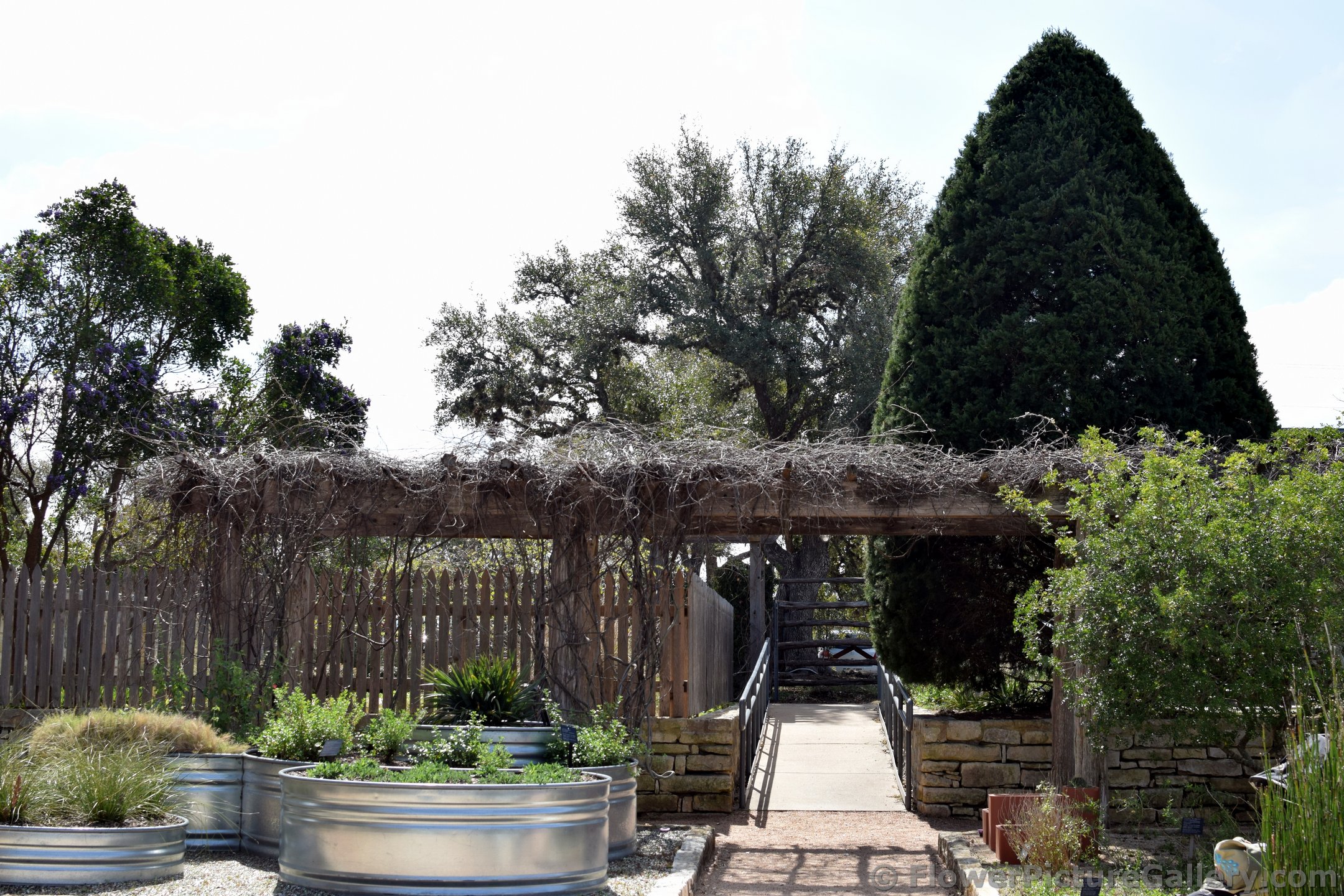 Tall Trees Overlooking a Garden.jpg