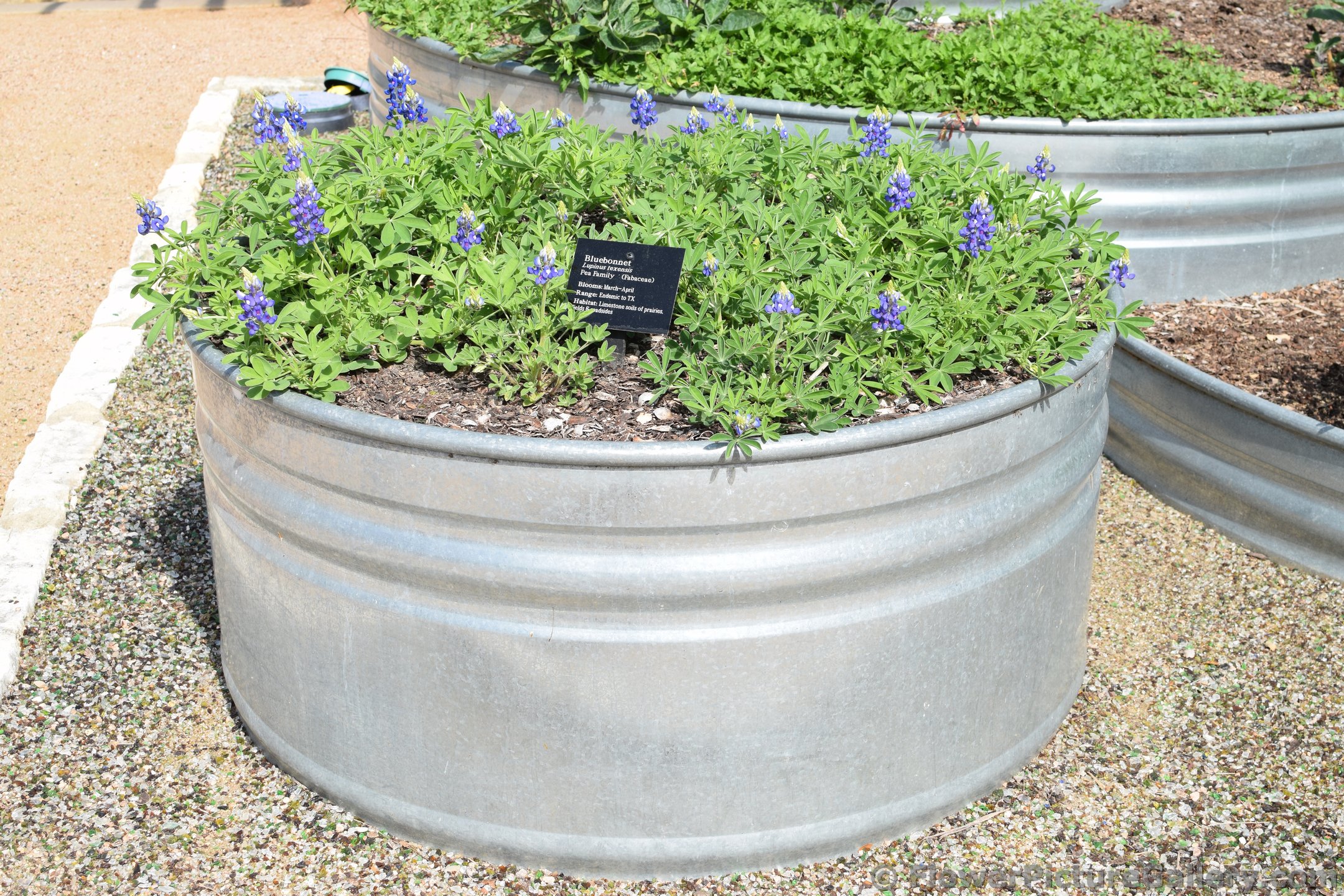 Texas Bluebonnet in Large Stainless Steel Planter.jpg