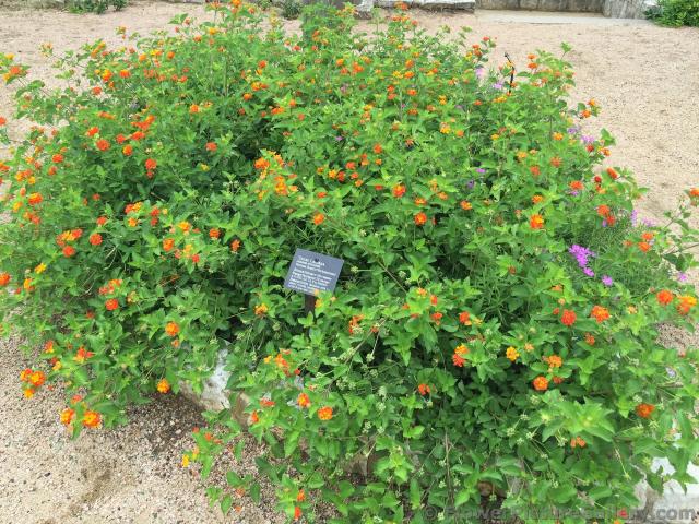Texas Lantana Flowers in Orange and Yellow.jpg