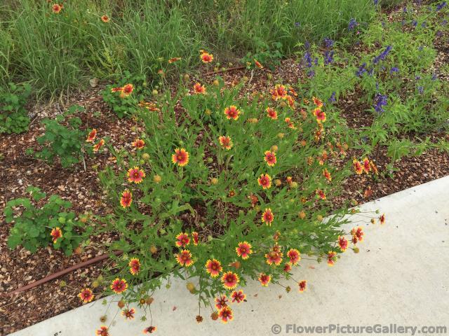Texas Wildflower in Red with Yellow Edges.jpg