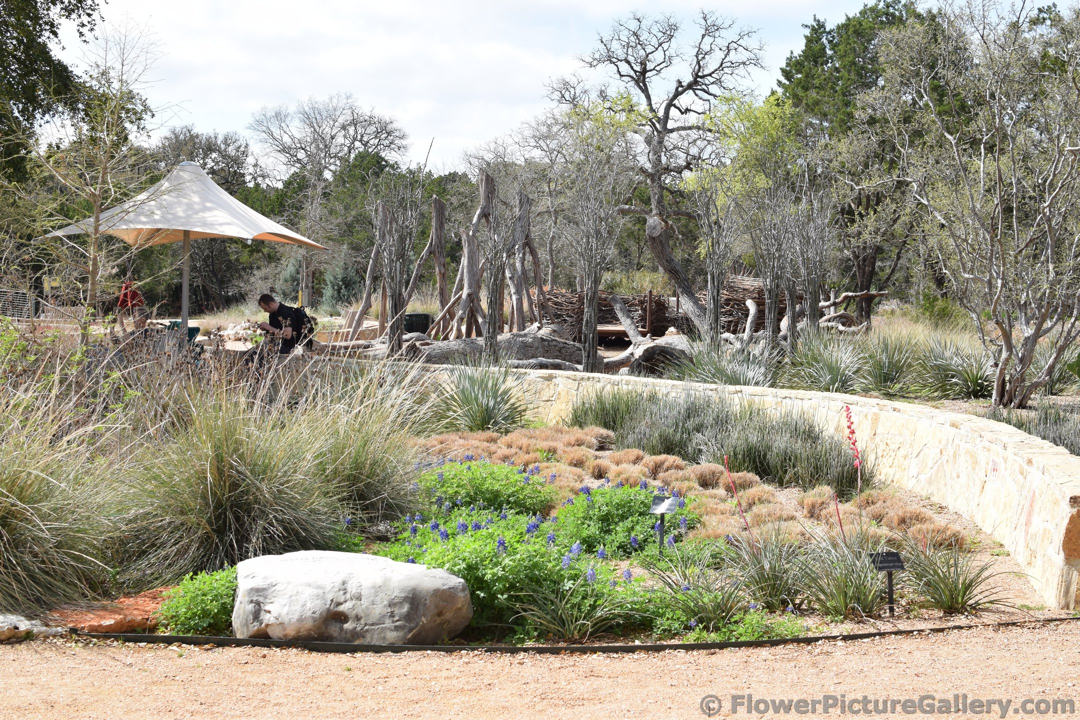 Trees Flowers and Ornamental Grass.jpg