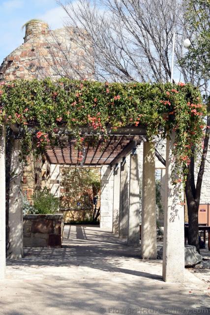 Trumpet Creeper Vine with Pink Flowers.jpg
