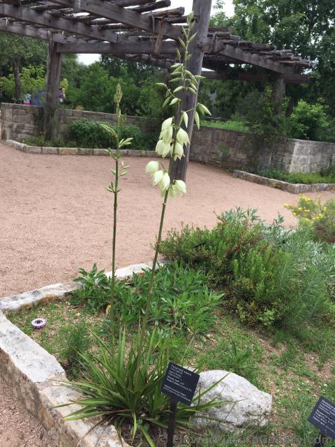Twist-leaf Yucca.jpg