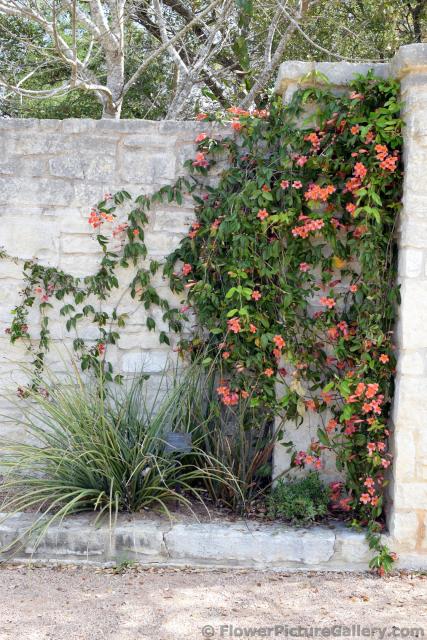 Vines with Pink Flowers on Wall.jpg