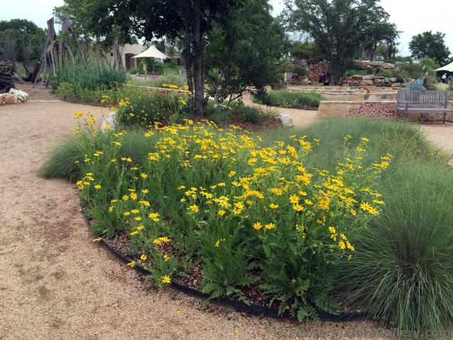 Yellow Daisies at Austin Texas Wildflower Center.jpg
