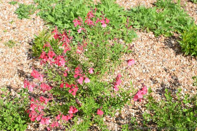 Autumn Sage Pink Flowers @ Austin Wildflower Center.jpg
