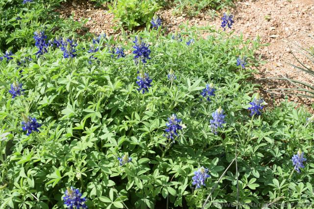 Blue Grama Bouteloua Gracilis Flowers at Austin Wildflower Center.jpg