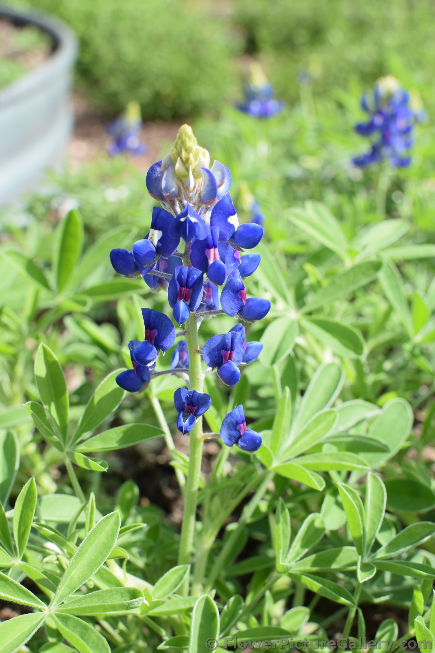 Blue Wildflower.jpg