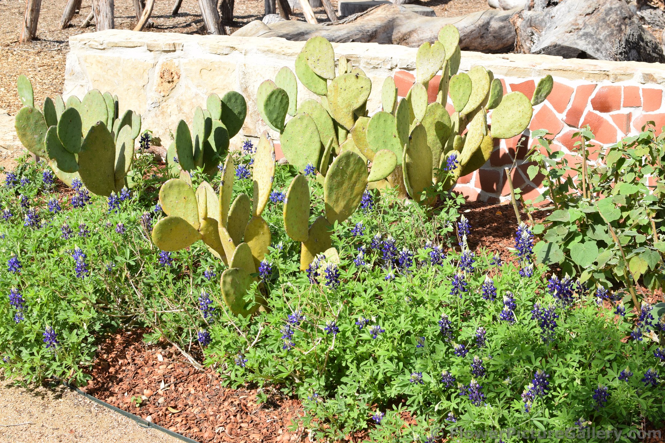 Cactus in Spring.jpg