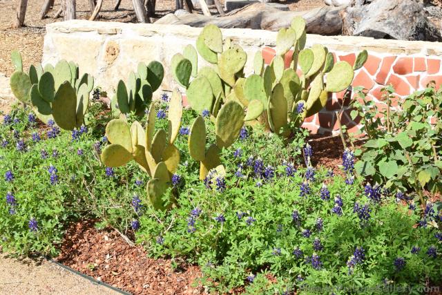 Cactus in Spring.jpg