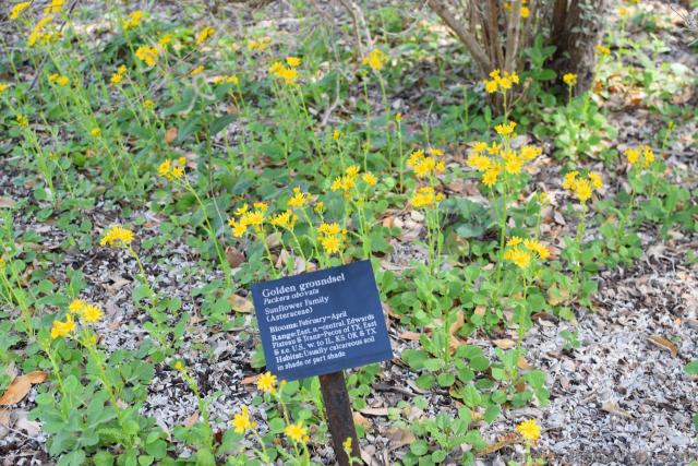 Golden Groundsel Sunflowers in Texas.jpg