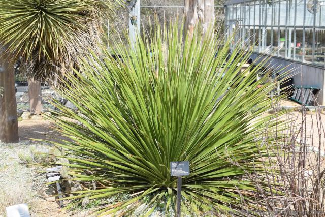Green Sotol Plant.jpg