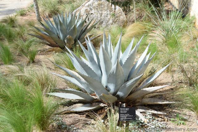 Havard Agave at Lady Bird Wild Flower Center.jpg