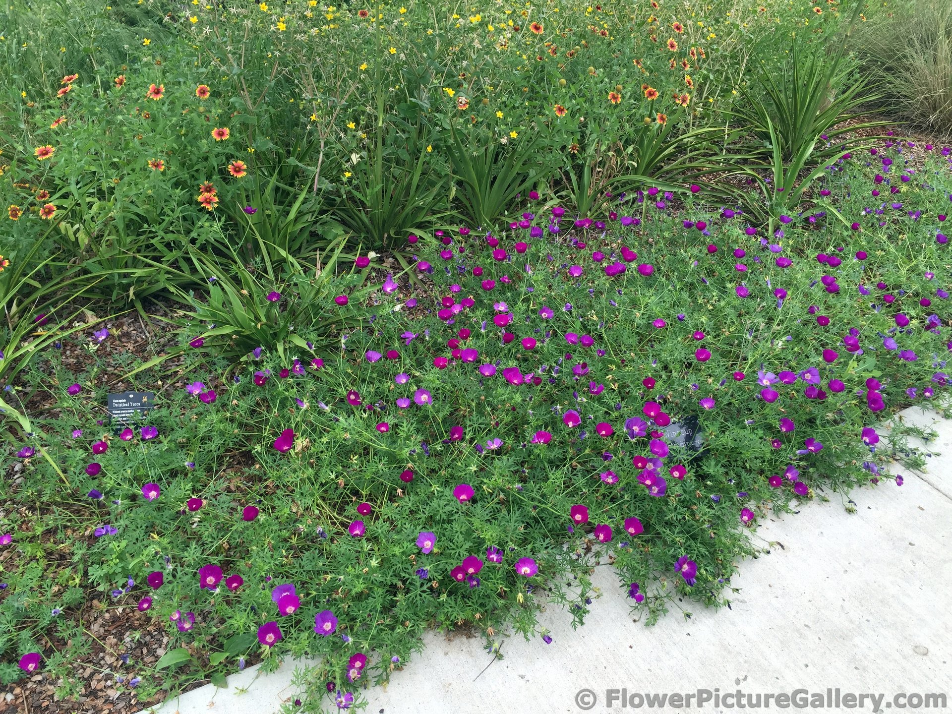 Magenta Wild Flowers and Twistleaf Yacca.jpg