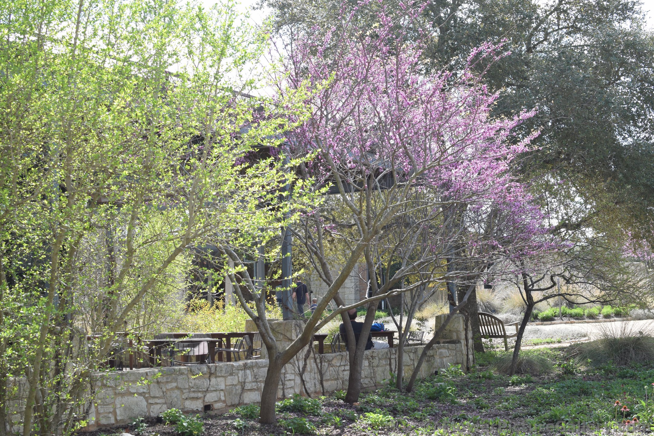 Pink Flower Trees.jpg