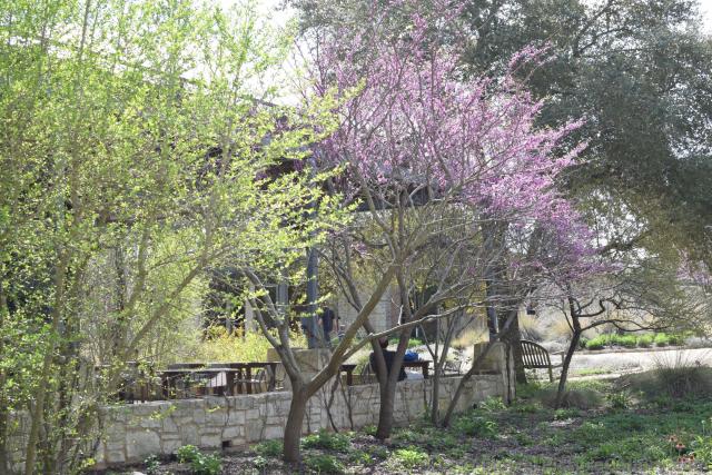 Pink Flower Trees.jpg