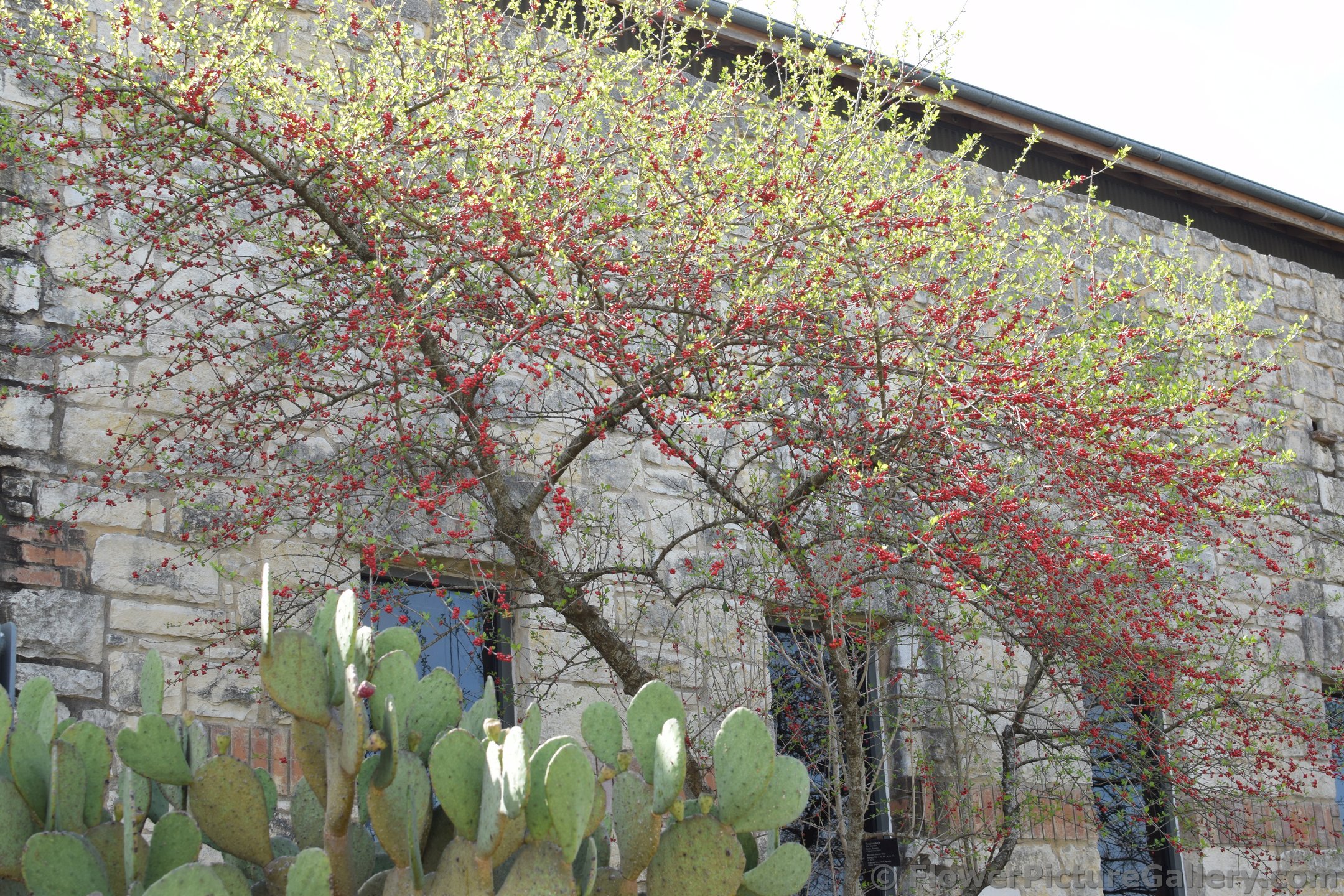 Possumhaw Tree with Red Berries next to Cacti.jpg