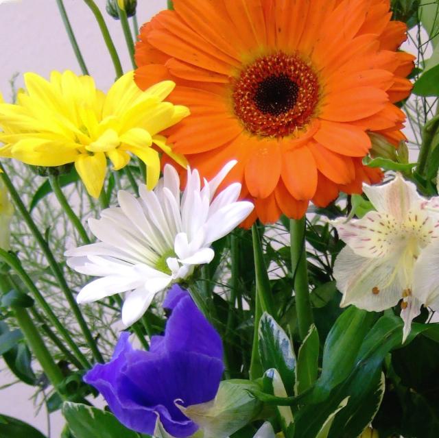 daisy flower bouquet picture.jpg
