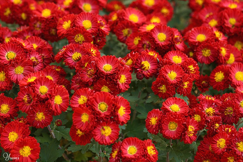 daisy flower bedding.jpg