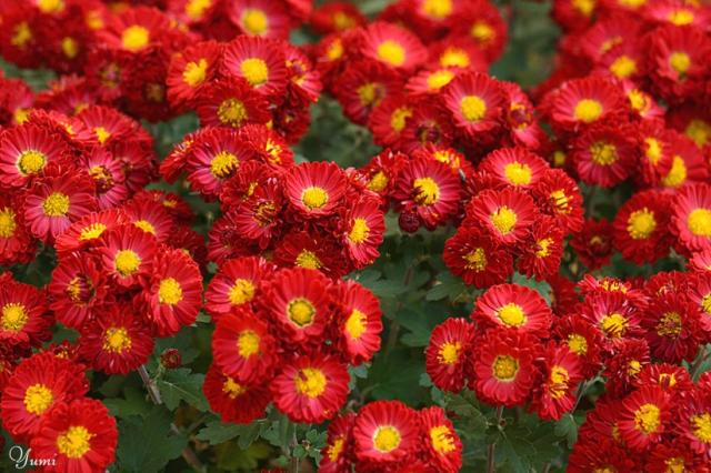 daisy flower bedding.jpg