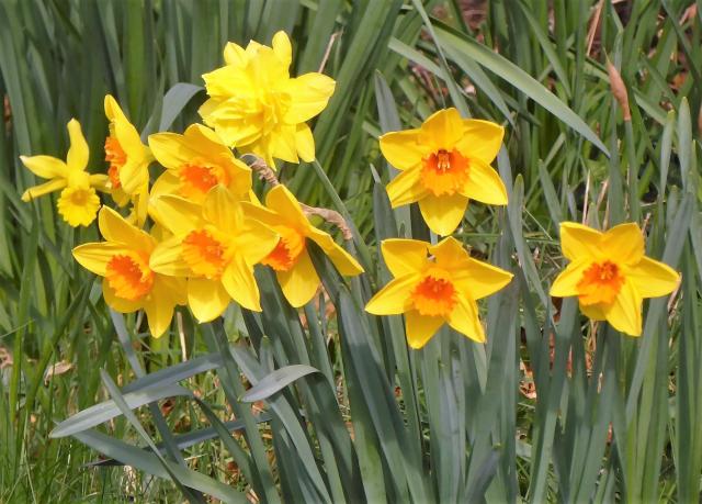 Blooming Yellow and Orange Daffodils.JPG