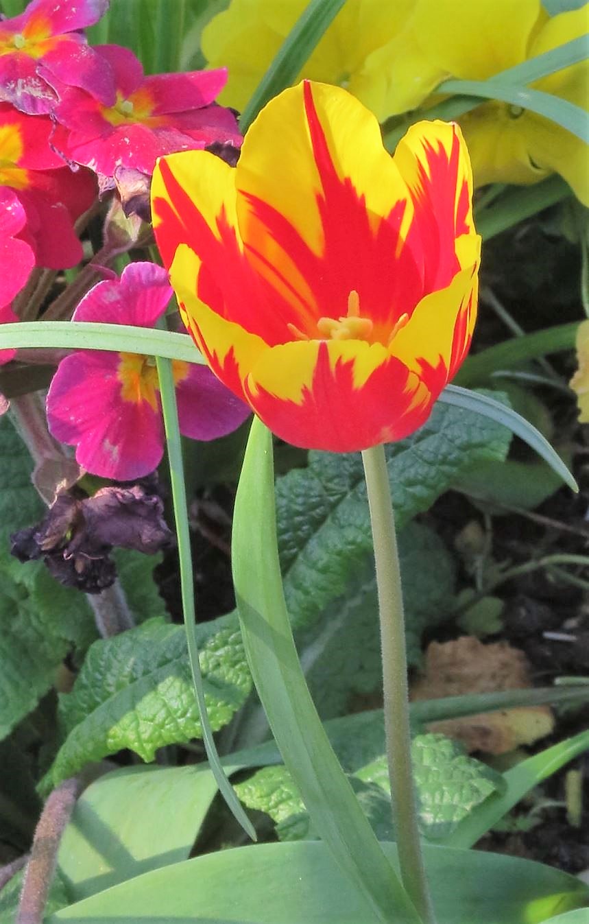 Bright Yellow and Red Tulip with Stem.JPG