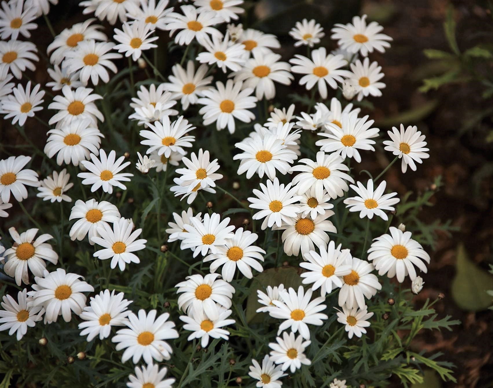 White Daysies Flowers with Yellow Center in Garden.JPG